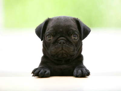 1449903543204433.jpg animal_hd_fun_animals_1920x1200_1867_3.jpg