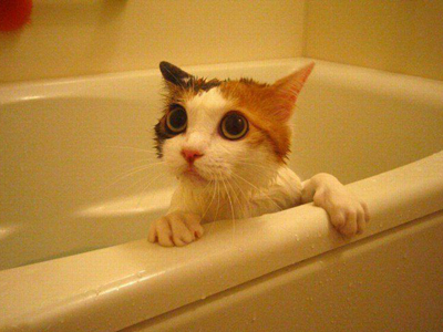 1455776404160210.jpg 猫咪洗澡.jpg
