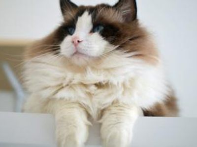 1460276463826409.jpg 布偶猫.jpg