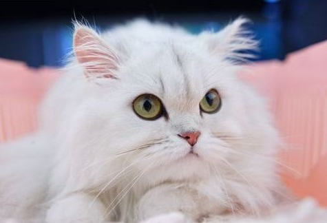 1461649662755576.jpg 金吉拉猫.jpg