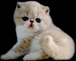 1469173262619941.jpg 波斯猫2.jpg