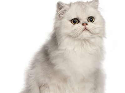 1472531072354082.jpg 波斯猫4.jpg