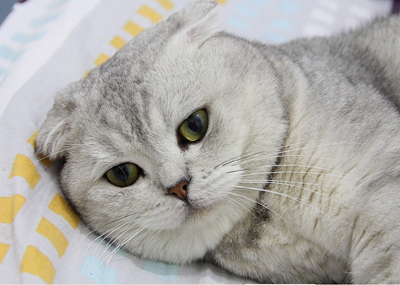 1473326199653601.png 英短猫咪.png