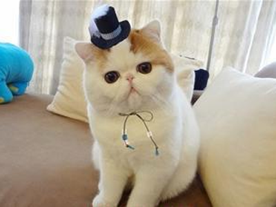 1475908682734440.png 异国短毛猫111.png