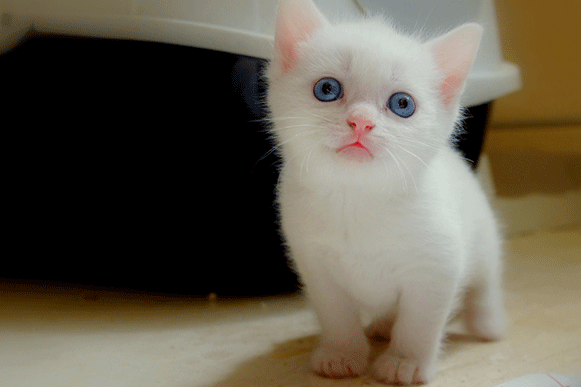 1510546707435288.gif cfgghhhhhhhhhhhhhhh.gif