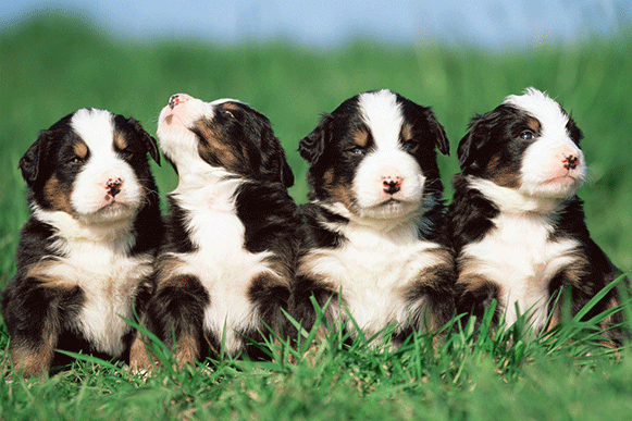 1520414554731990.gif 4499633_234733192000_2.gif