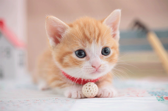 1522746642340046.gif cvbghjkl.gif
